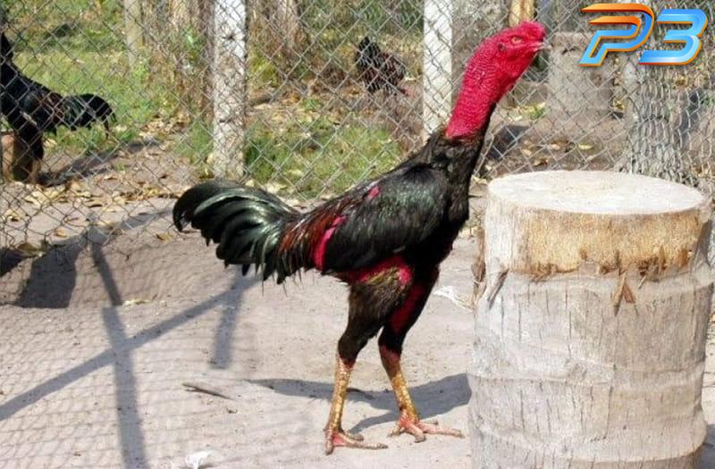 Hướng dẫn cách xem tướng gà chọi có đòn cáo đúng chuẩn 2 Xem tướng gà chọi có đòn cáo dựa vào tướng mã, ngoại hình