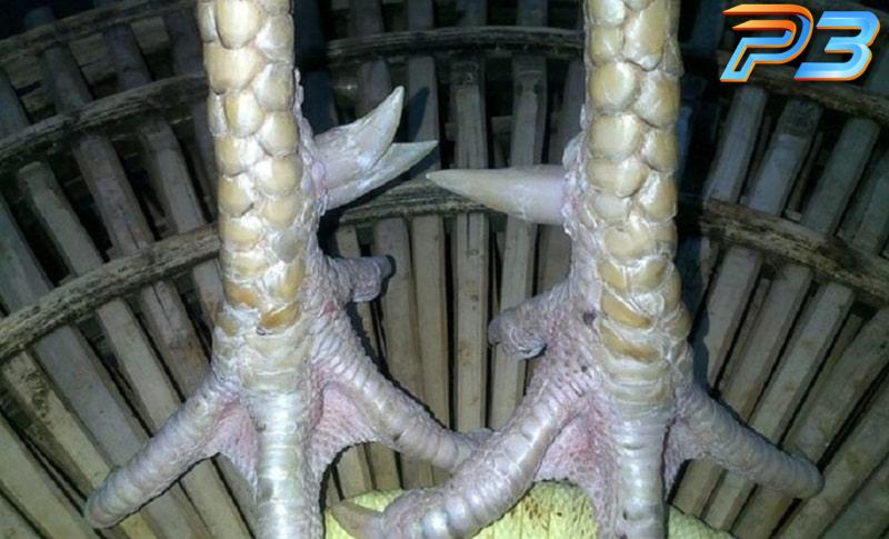 Hướng dẫn cách xem tướng gà chọi có đòn cáo đúng chuẩn 3 Dựa vào vảy gà có thể nhận diện chiến kê sở hữu đòn cáo không