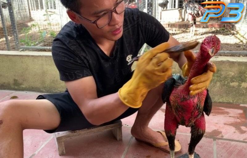 Cách vào nghệ cho gà chọi đúng kỹ thuật tăng độ chiến đấu 3 Vô nghệ cho gà cần thực hiện khi chiến kê trên 1 tuổi