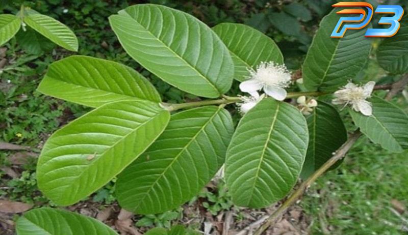 Cách chữa gà chọi đi ngoài mang lại hiệu quả của sư kê 1 Lá ổi mang đến công dụng trị bệnh đi ngoài tuyệt vời