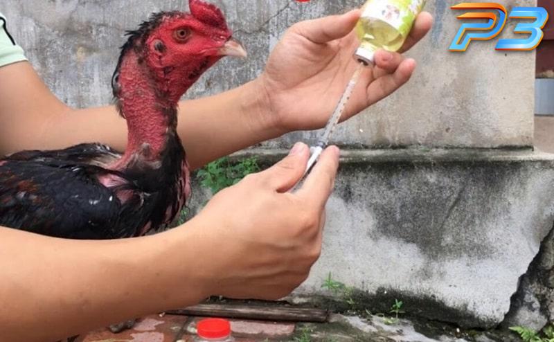 Cách chữa gà chọi đi ngoài mang lại hiệu quả của sư kê 3 Dùng kháng sinh giúp giảm thiểu triệu chứng bệnh nhanh chóng