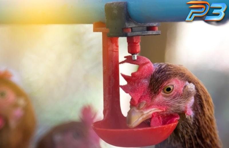 Cách chữa gà chọi đi ngoài mang lại hiệu quả của sư kê 4 Bù nước cho gà là việc làm quan trọng người nuôi cần nhớ