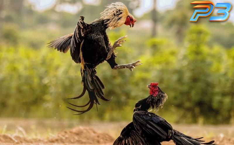 Nguyên nhân và cách trị gà không chịu đá hiệu quả cho kê thủ 4 Cách huấn luyện cho gà chọi không chịu đá