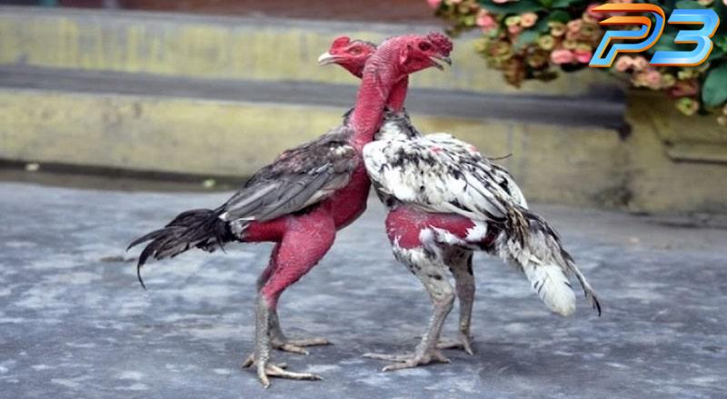 Nguyên nhân và cách trị gà không chịu đá hiệu quả cho kê thủ 1 Gà chọi cố gắng lùi vào một góc lồng tránh né đòn đối thủ