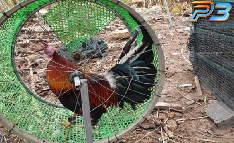 Nguyên nhân và cách trị gà không chịu đá hiệu quả cho kê thủ 3 Cách trị gà không chịu đá là bố trí bài tập chạy bộ phù hợp
