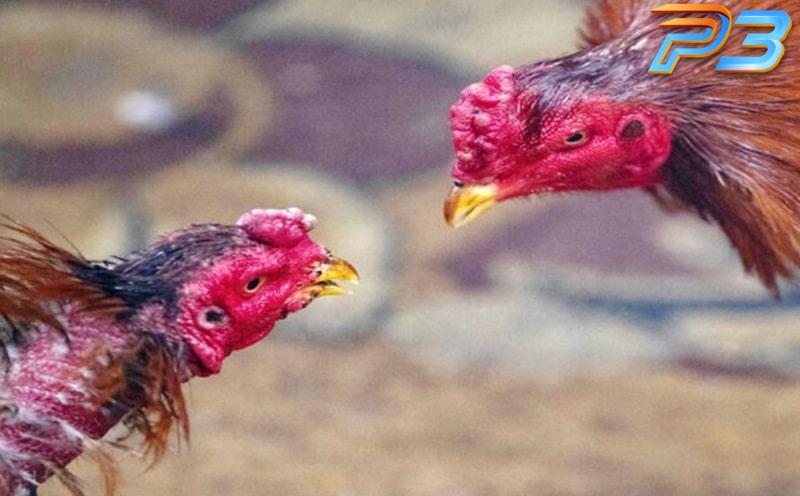 Nguyên nhân và cách trị gà không chịu đá hiệu quả cho kê thủ 2 Đối với những chú gà đã có tuổi sẽ trở nên ít linh hoạt hơn