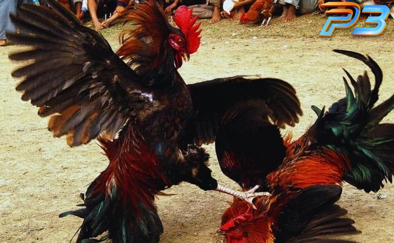 Cách nuôi gà đá cựa sắt mau tới pin chuẩn nhất của sư kê P3 2 Gà có tiếng gáy vang dội, khỏe khoản sẽ nhanh tới pin