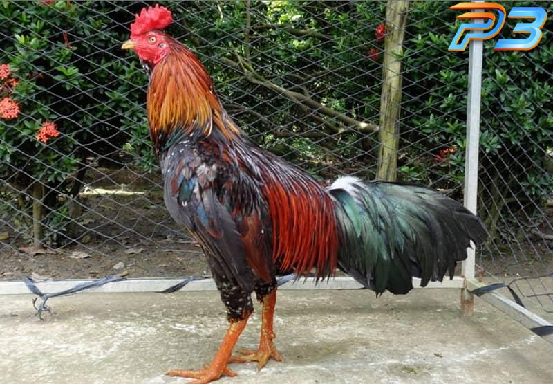 Cách nuôi gà đá cựa sắt mau tới pin chuẩn nhất của sư kê P3 4 Trước hết anh em cần đảm bảo chuồng trại thoáng mát vào mùa hè